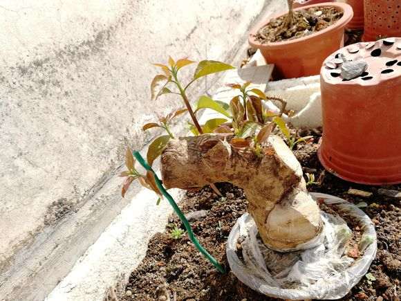 我的三角梅下山桩能活吗 有切口 图片