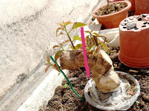 三角梅下山桩能活