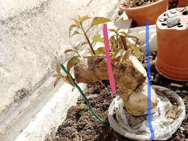 三角梅下山桩能活