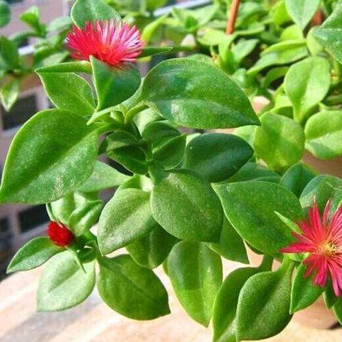 延缓剂对盆栽海南三七的矮化效果