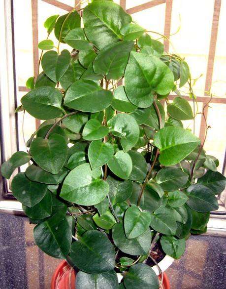 海南三七盆栽怎么上盆种植的方法 图片