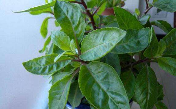 海南三七盆栽怎么上盆种植的方法 图片