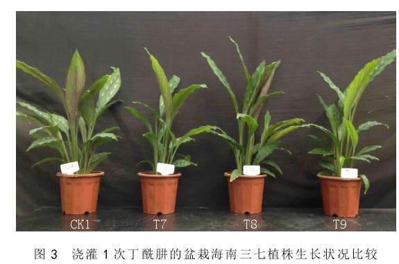 丁酰肼对盆栽海南三七的矮化效果 图片