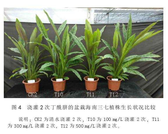 丁酰肼对盆栽海南三七的矮化效果 图片