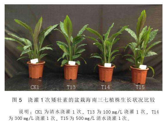 矮壮素对盆栽海南三七的矮化效果