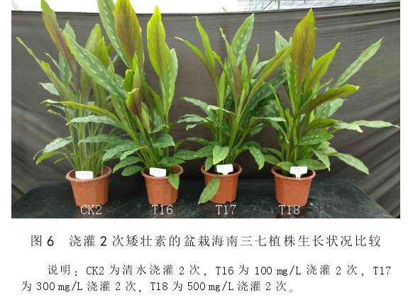 矮壮素对盆栽海南三七的矮化效果