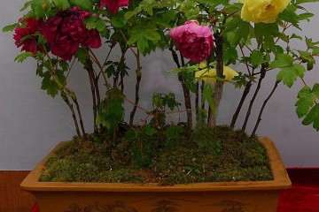 盆栽牡丹的春节促成栽培技术研究