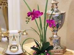 2017年 蝴蝶兰盆栽平均单价19元