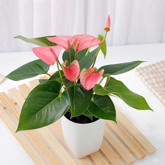 2018年 红掌盆栽价格 每盆18-20元