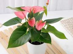 2018年 红掌盆栽价格 每盆18-20元