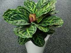 竹芋盆栽价格趋稳 利润较好 图片