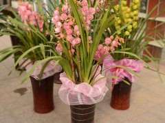 2018年大花蕙兰预计550万盆 图片