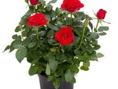 盆栽迷你玫瑰平均批发价格5.5元/盆