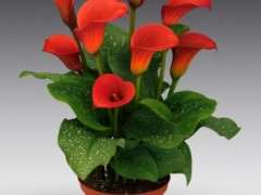 彩色马蹄莲彩平均价格30元/盆 图片