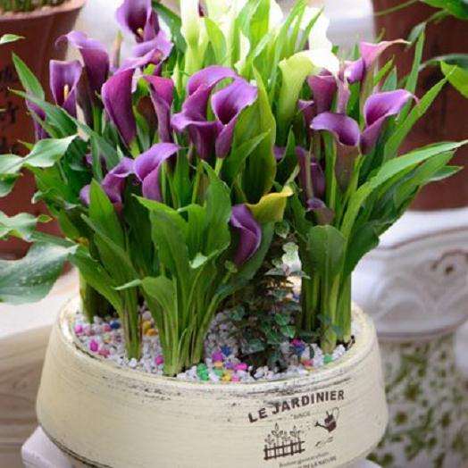 全国盆栽花卉生产规模正在匀速增长