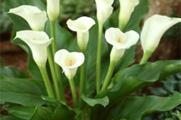 花卉盆栽未来10年仍将保持快速增长