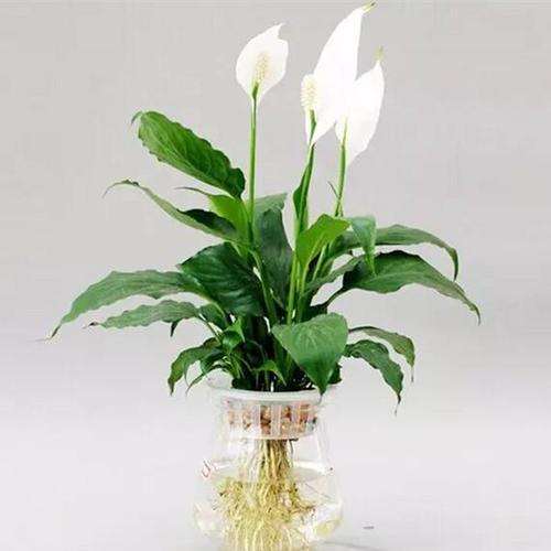 2018年 白掌盆栽价格在9元/盆 图片