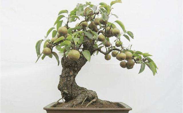 丛枝菌根对盆栽梨树的影响研究 图片