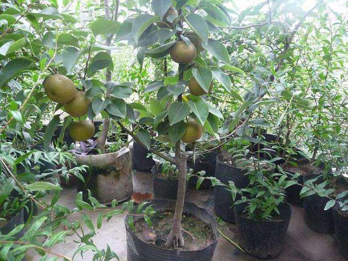 丛枝菌根对盆栽梨树的影响研究 图片