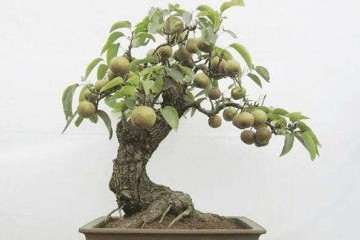 丛枝菌根对盆栽梨树的影响研究 图片