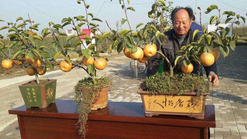 摩西球囊霉对梨树盆栽的影响有哪些