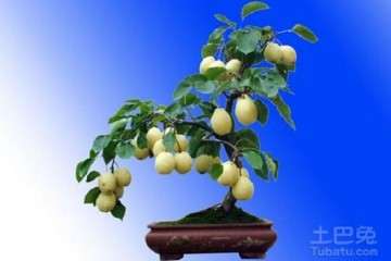 摩西球囊霉对梨树盆栽的影响有哪些