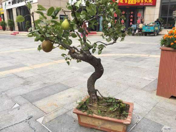 真菌对梨树盆栽苗有什么影响 图片