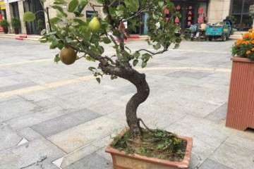 真菌对梨树盆栽苗有什么影响 图片