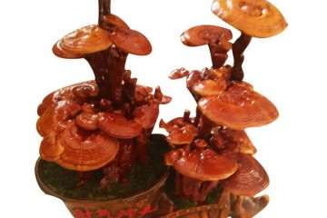 缓释剂在盆栽灵芝中的应用初探 图片