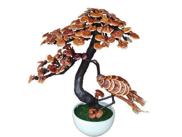 二潮芝盆栽怎么培育控型的方法 图片