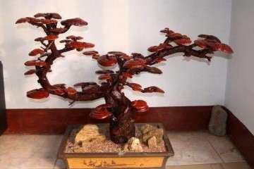 二潮芝盆栽怎么培育控型的方法 图片