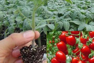 矮生盆栽番茄品种的比较试验