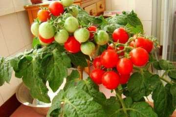 不同品种矮生盆栽番茄结果期植株性状比较