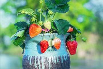 喷氨基酸叶而肥对草莓盆栽开花的影响