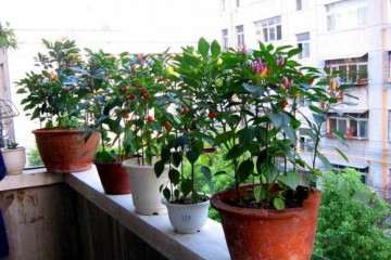 百草枯对辣椒盆栽土壤肥力的影响探讨