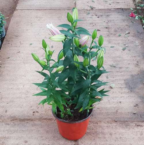 研究百合盆栽矮化栽培的目的与意义