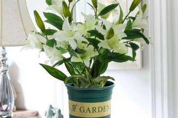 盆栽植物生长延缓剂的分类 图片