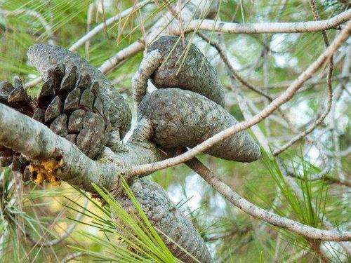 植物生长延缓剂对植株生长发育的影响