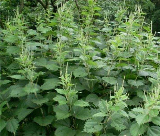 植物生长延缓剂对植株生长发育的影响