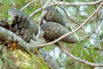 植物生长延缓剂对植株生长发育的影响