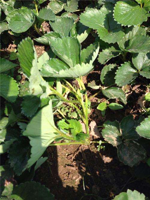 高浓度的生长延缓剂对植株的药害