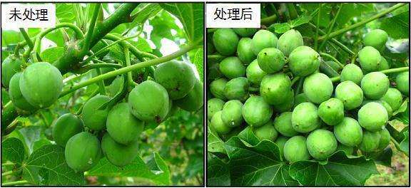 施用植物生长延缓剂可以提高植株的抗性