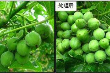 施用植物生长延缓剂可以提高植株的抗性