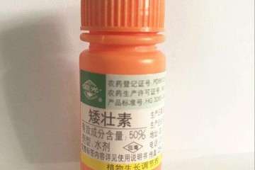 植株叶形态指标和花期的测定