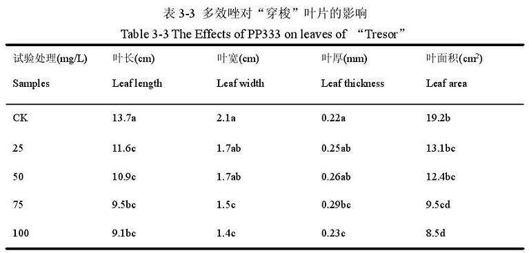 多效唑对百合盆栽叶片的影响 图片