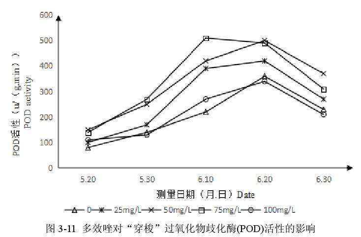 多效唑对百合盆栽过氧化物酶活性的影响