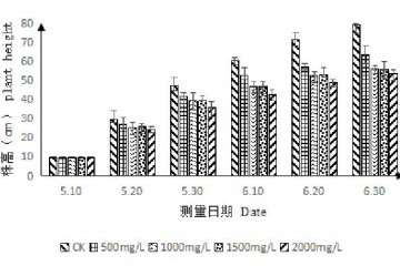 矮壮素对百合盆栽株高的影响 图片