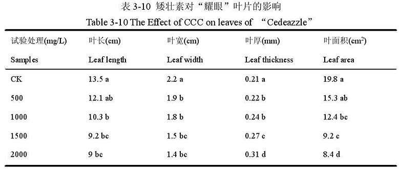 矮壮素对百合盆栽叶片的影响 图片