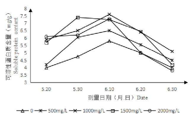 矮壮素对百合盆栽可溶性蛋白质含量的影响