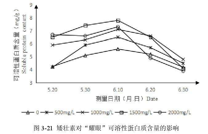 矮壮素对百合盆栽可溶性蛋白质含量的影响